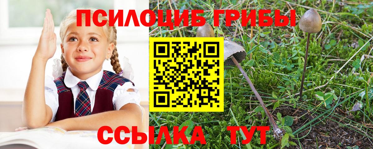 Псилоцибиновые грибы Cubensis  Вход с VPN  что такое   Бирск 